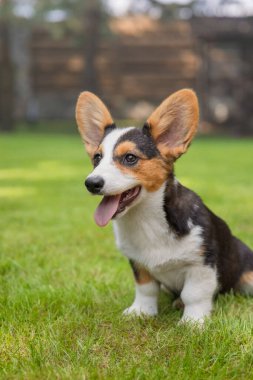 Galli Corgi Park 'ta Yeşil Çimlerde Oturuyor