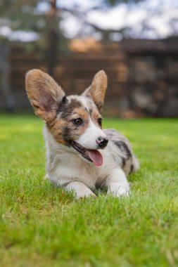 Galli Corgi Park 'ta Yeşil Çimlerde Oturuyor