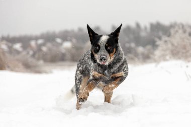 Avustralya Sığır Köpeği Karda Koşuyor