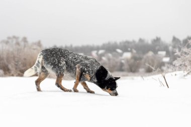 Avustralya Sığır Köpeği Kış Alanında Kar Kokuyor
