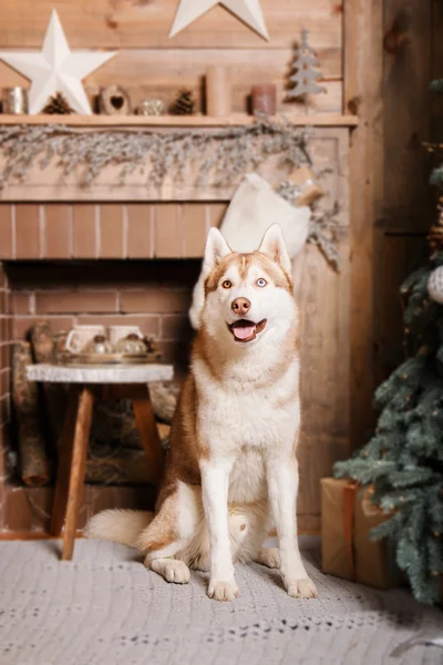 Psí plemeno sibiřský husky, portrét psa na studio barvu pozadí, Vánoce a nový rok. Pes leží poblíž ohniště — Stock fotografie
