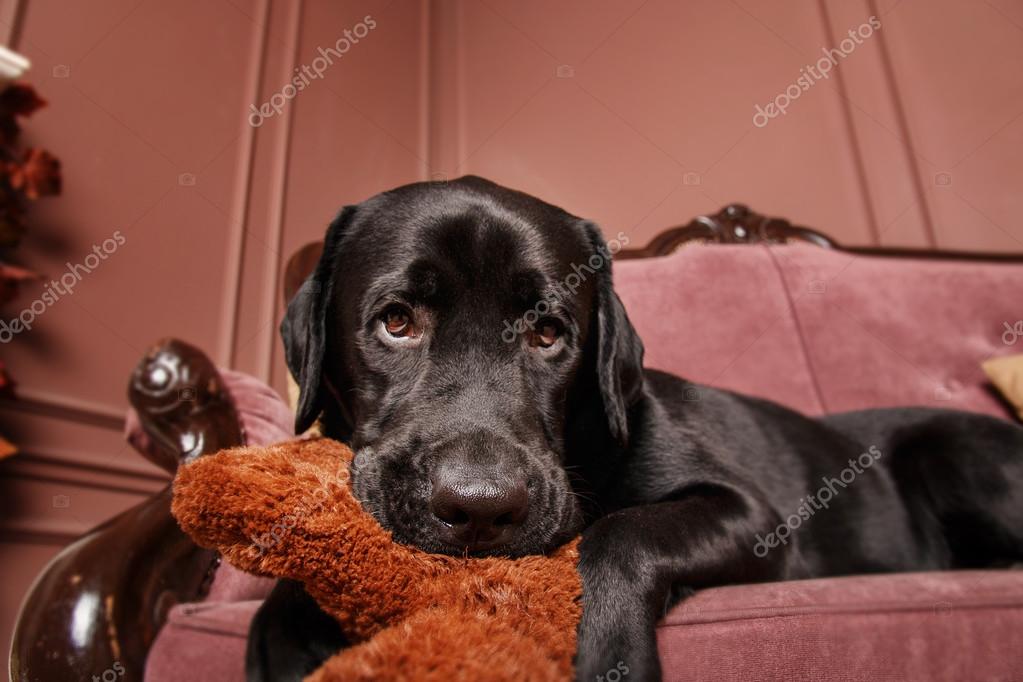 black labrador teddy