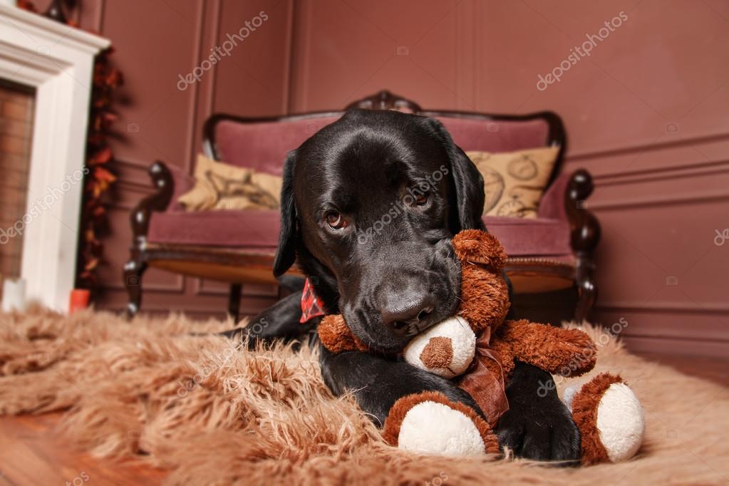 black labrador teddy
