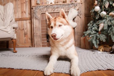 Köpek doğurmak siberian dış yapraklar, portre köpek studio renk arka plan, Noel ve yeni yıl. Şömine yalan köpek