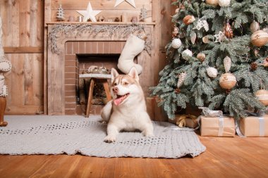 Köpek doğurmak siberian dış yapraklar, portre köpek studio renk arka plan, Noel ve yeni yıl. Şömine yalan köpek