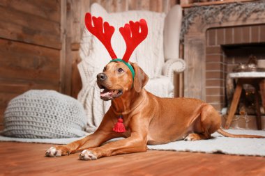 Yeni yıl iç Rodesian Ridgeback köpek.