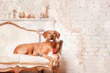 Yeni yıl iç Rodesian Ridgeback köpek.
