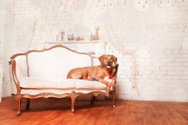 Yeni yıl iç Rodesian Ridgeback köpek.