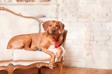 Yeni yıl iç Rodesian Ridgeback köpek.