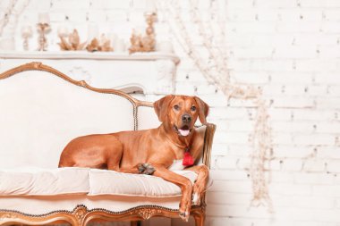 Yeni yıl iç Rodesian Ridgeback köpek.