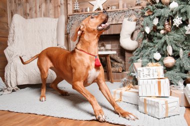 Yeni yıl iç Rodesian Ridgeback köpek.