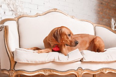 Yeni yıl iç Rodesian Ridgeback köpek.
