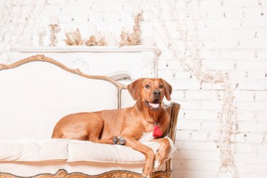 Yeni yıl iç Rodesian Ridgeback köpek.