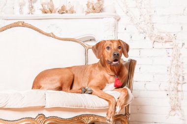 Yeni yıl iç Rodesian Ridgeback köpek.