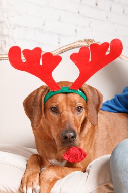 Yeni yıl iç Rodesian Ridgeback köpek.