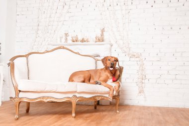 Yeni yıl iç Rodesian Ridgeback köpek.