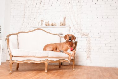 Yeni yıl iç Rodesian Ridgeback köpek.