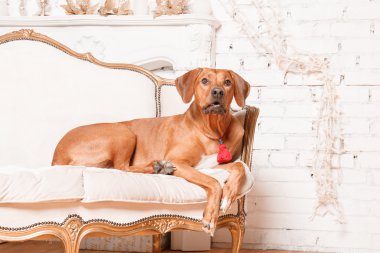 Yeni yıl iç Rodesian Ridgeback köpek.