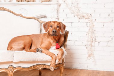 Yeni yıl iç Rodesian Ridgeback köpek.