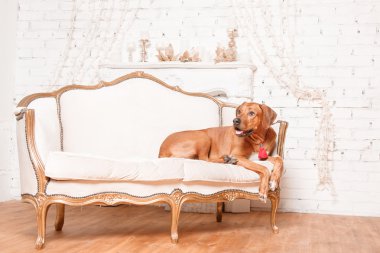 Yeni yıl iç Rodesian Ridgeback köpek.