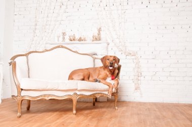 Yeni yıl iç Rodesian Ridgeback köpek.