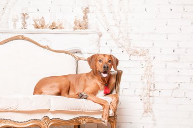 Yeni yıl iç Rodesian Ridgeback köpek.