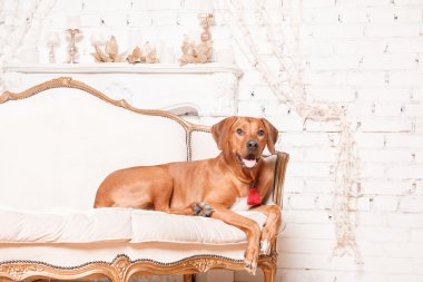 Yeni yıl iç Rodesian Ridgeback köpek.