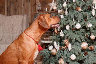 Yeni yıl iç Rodesian Ridgeback köpek.