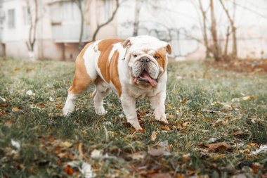 İngilizce Bulldog köpek açık