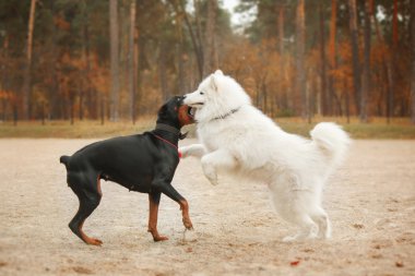 Açık oynayan Doberman ve Samoyed köpek