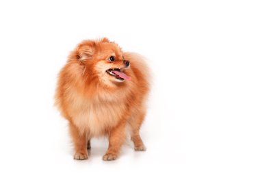 Beyaz arka plan üzerinde izole Pomeranian köpek yavrusu