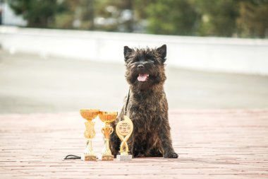 Cairn Terrier yavru sokak