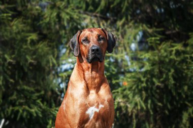hodesian Ridgeback sokak