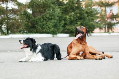 Rodezya Ridgeback ve sokakta kenar kömür ocağı