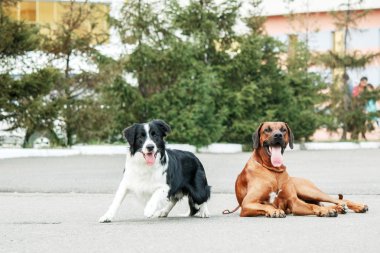 Rodezya Ridgeback ve sokakta kenar kömür ocağı