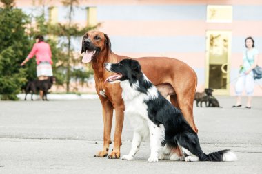 Rodezya Ridgeback ve sokakta kenar kömür ocağı