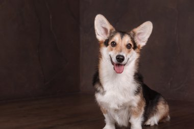 Pembroke Welsh Corgi, köpek Galce Corgi kapalı poz.