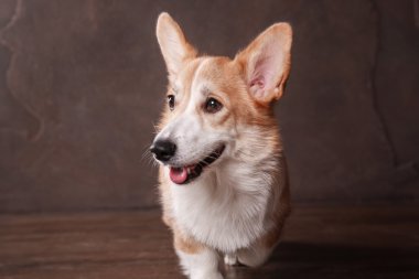Pembroke Welsh Corgi, köpek Galce Corgi kapalı poz.