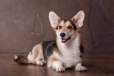 Pembroke Welsh Corgi, köpek Galce Corgi kapalı poz.