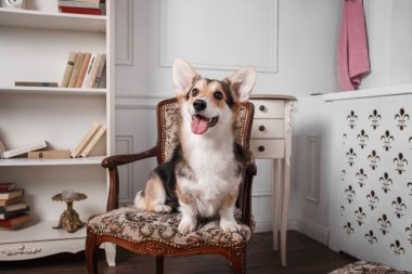 Pembroke Welsh Corgi, köpek Galce Corgi kapalı poz.