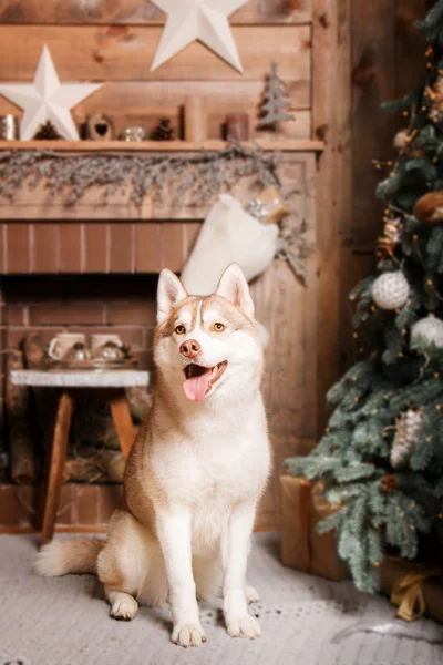 Perro raza husky siberiano, perro retrato en un fondo de color de estudio, Navidad y Año Nuevo. Perro tendido cerca de chimenea — Foto de Stock
