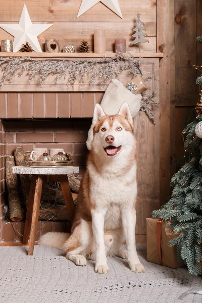 Psí plemeno sibiřský husky, portrét psa na studio barvu pozadí, Vánoce a nový rok. Pes leží poblíž ohniště — Stock fotografie
