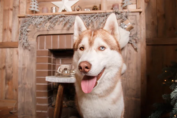 Dog breed siberian husky, portrait dog on a studio color background, Christmas and New Year. Dog lying near fireplace — Stock Photo, Image