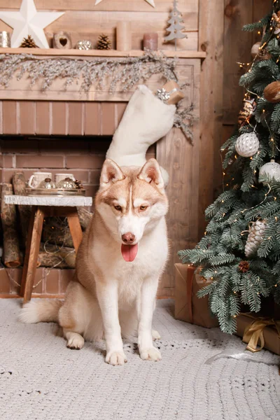 Hunderasse sibirischer Husky, Portraithund auf Atelierfarbhintergrund, Weihnachten und Neujahr. Hund liegt in der Nähe von Kamin — Stockfoto