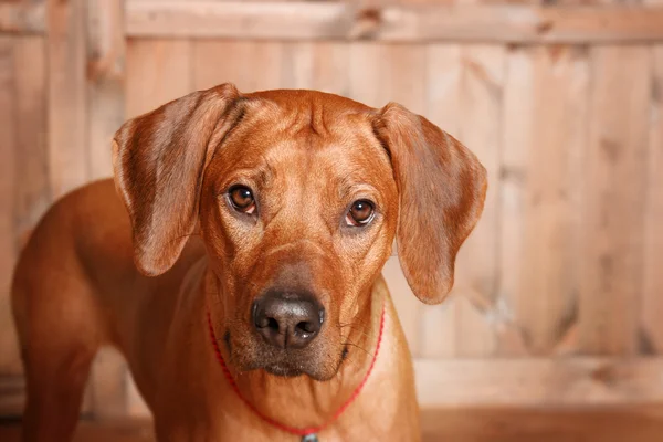 Rodesian Ridgeback dog in new year interior. — Stock Photo, Image