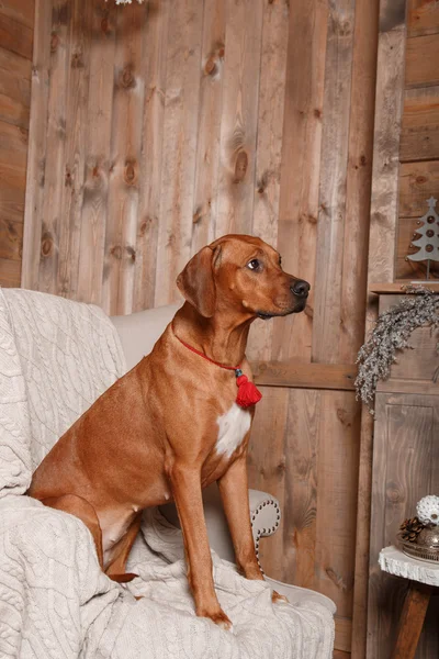 Ροδεσίας Ridgeback σκυλί στο εσωτερικό του νέου έτους. — Φωτογραφία Αρχείου
