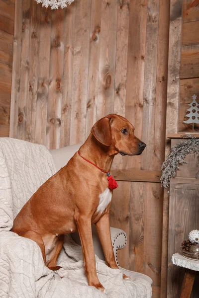 Ροδεσίας Ridgeback σκυλί στο εσωτερικό του νέου έτους. — Φωτογραφία Αρχείου