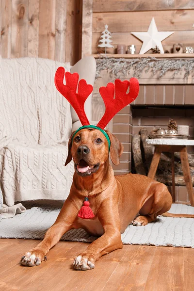 Cão Ridgeback Rodesian no interior do ano novo . — Fotografia de Stock