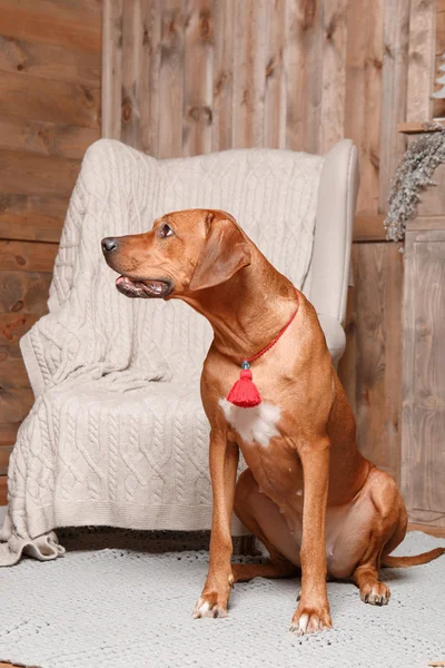 Rodesian Ridgeback kutyát belső újévi. — Stock Fotó