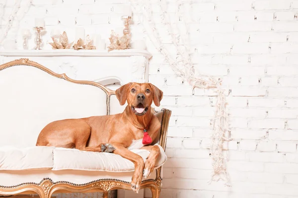 Yeni yıl iç Rodesian Ridgeback köpek.